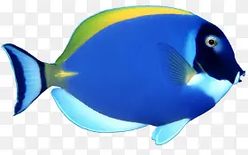 蓝色海洋鱼类免抠PNG