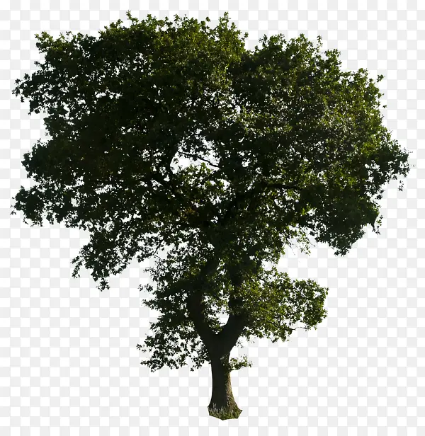 绿色树png素材