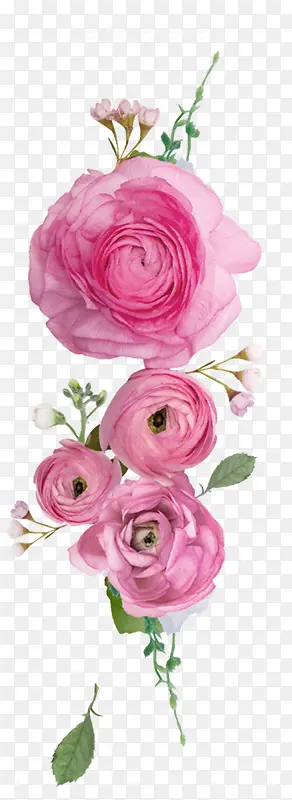 粉色植物玫瑰