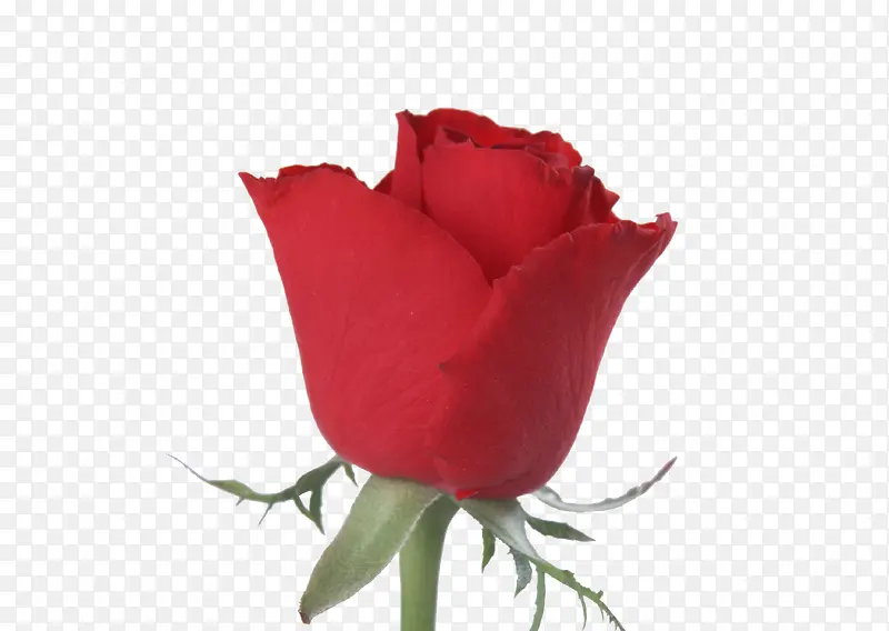 红色高贵送给最爱的人的玫瑰花