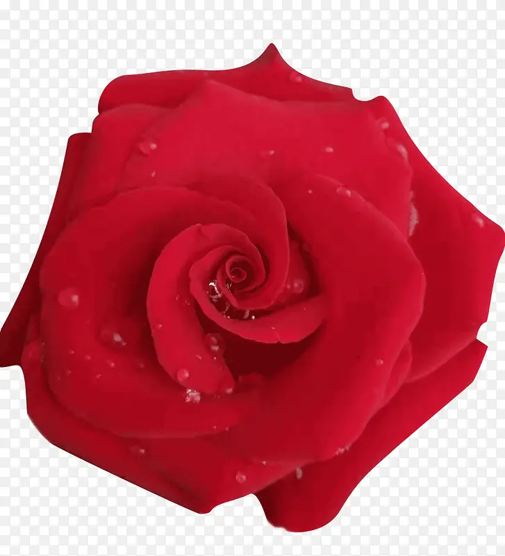 红色新鲜玫瑰花