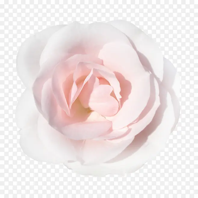 粉白色玫瑰花免扣