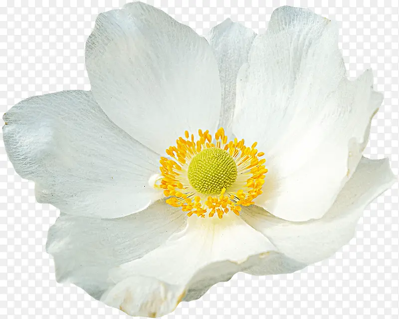 白色的纯洁花朵植物
