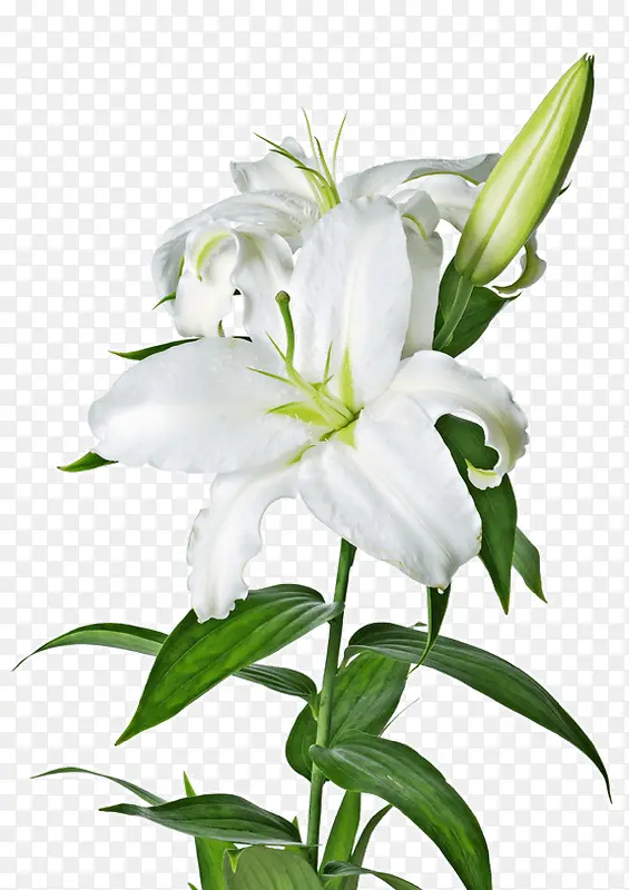 白色纯洁花朵花苞