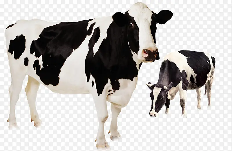 动物素材奶牛两只