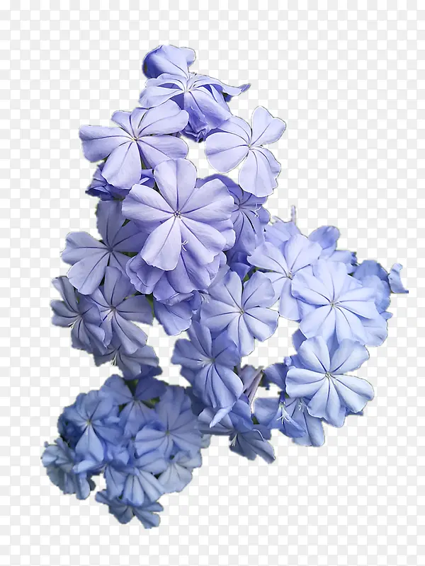 紫蓝色的花朵