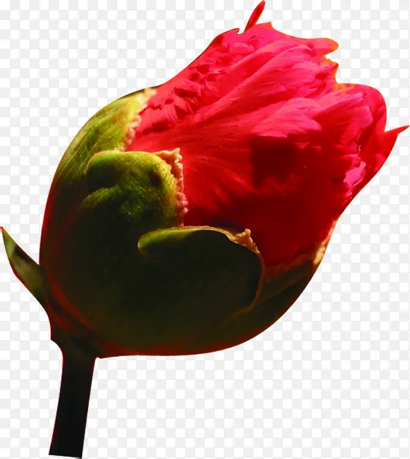 红色植物康乃馨花朵