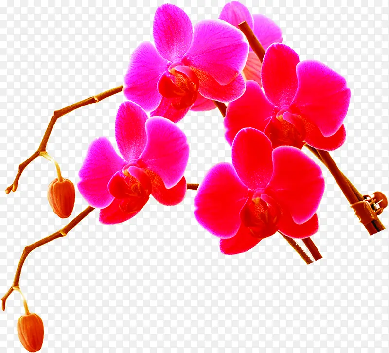 海报植物红色花朵
