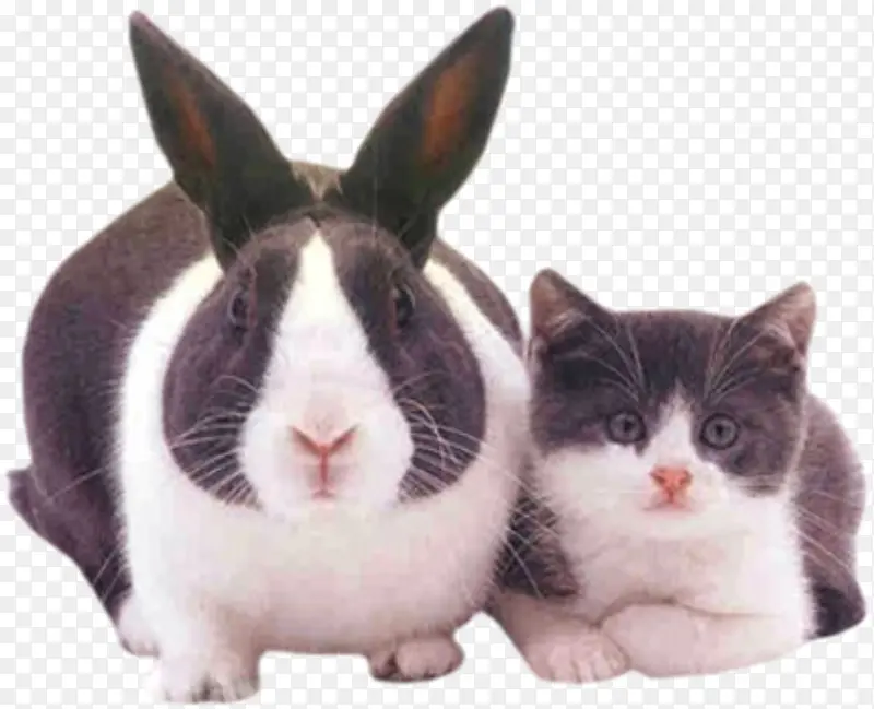 兔子和猫咪