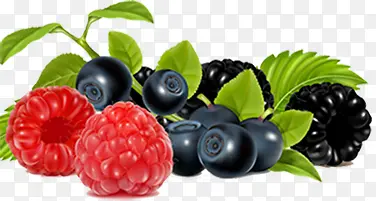植物树莓效果水果