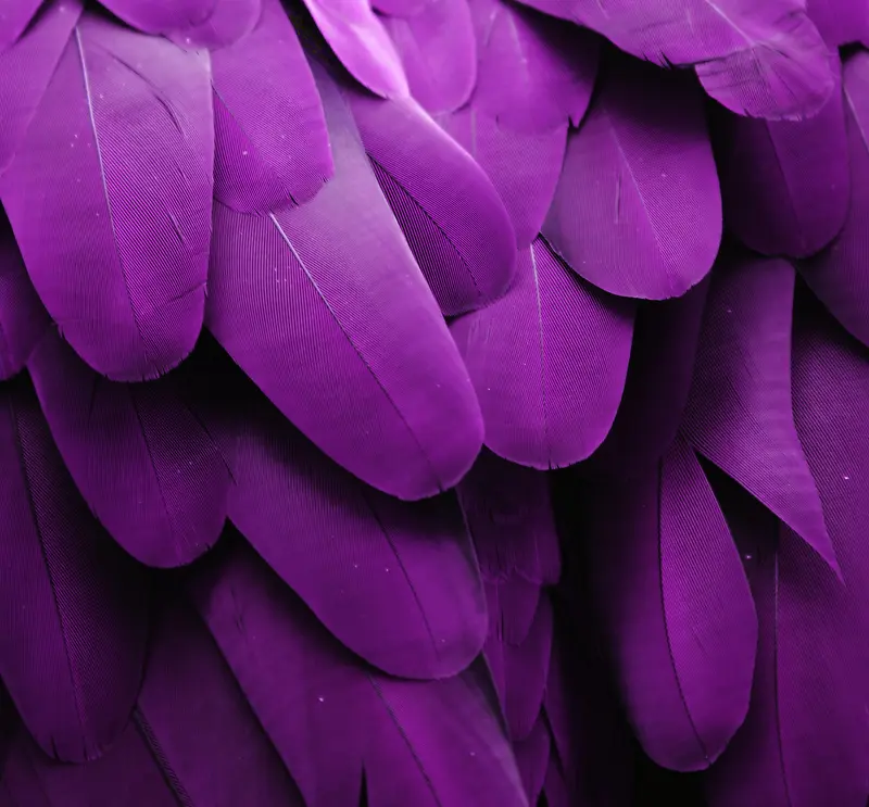 紫色羽毛海报背景