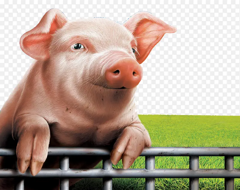 爬在围栏上远望的猪