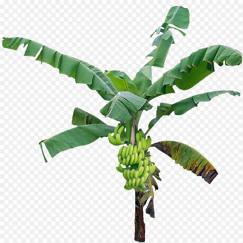 香蕉树PNG免抠透明背景