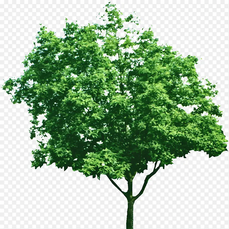 绿色的树PNG免抠透明背景