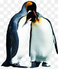 高清可爱企鹅插图