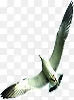 海鸥翅膀素材