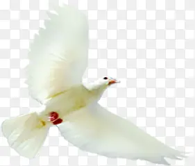 高清白色周年节日和平鸽