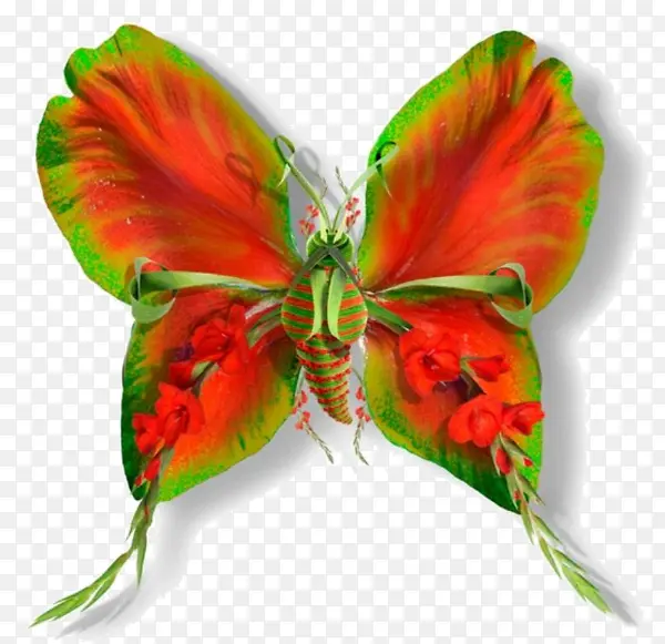 红绿色翅膀蝴蝶
