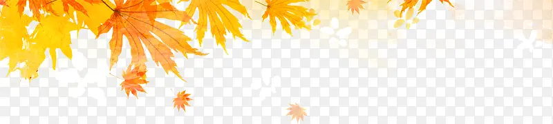 枫叶，秋天，金色，黄色