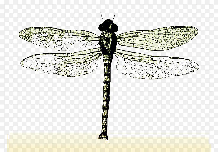 蜻蜓标本