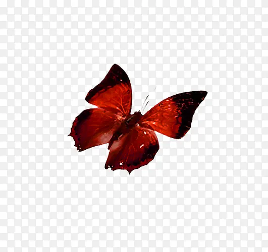 红色蝴蝶