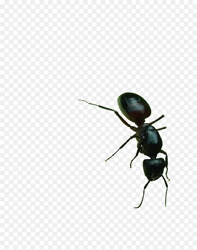 大黑蚂蚁