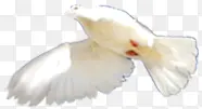 白色春天飞舞白鸽