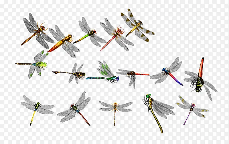 各种各样的蜻蜓