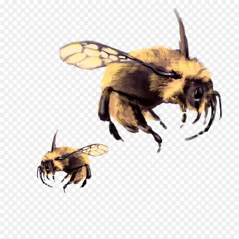 飞翔的蜜蜂免抠图