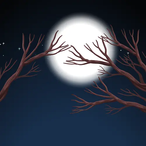 满月的夜景树