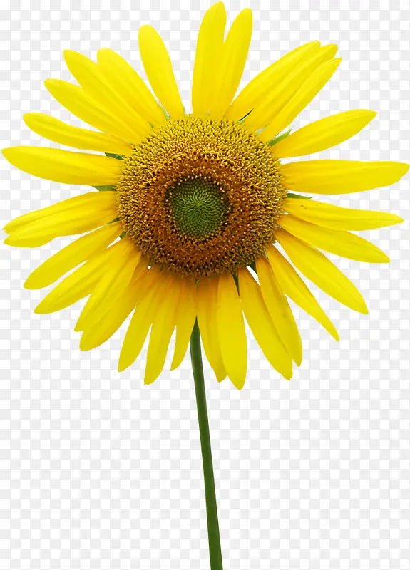 向日葵花夏天