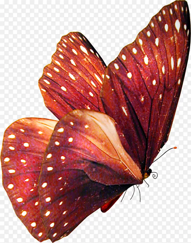 红色白斑蝴蝶海报背景