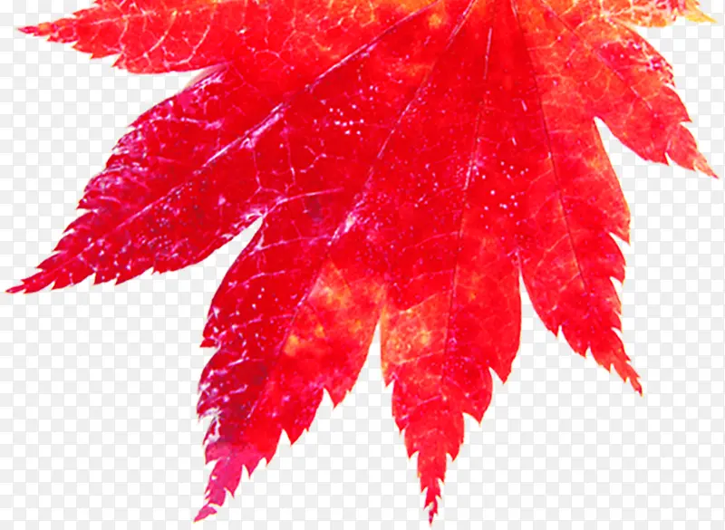 红色高清脉络枫叶