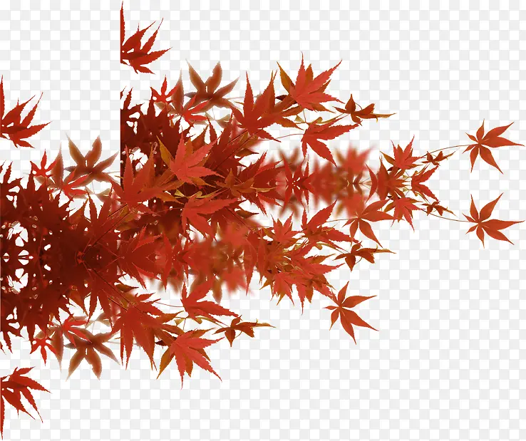 红色枫叶自然风景