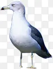 白色地中海飞鸟设计