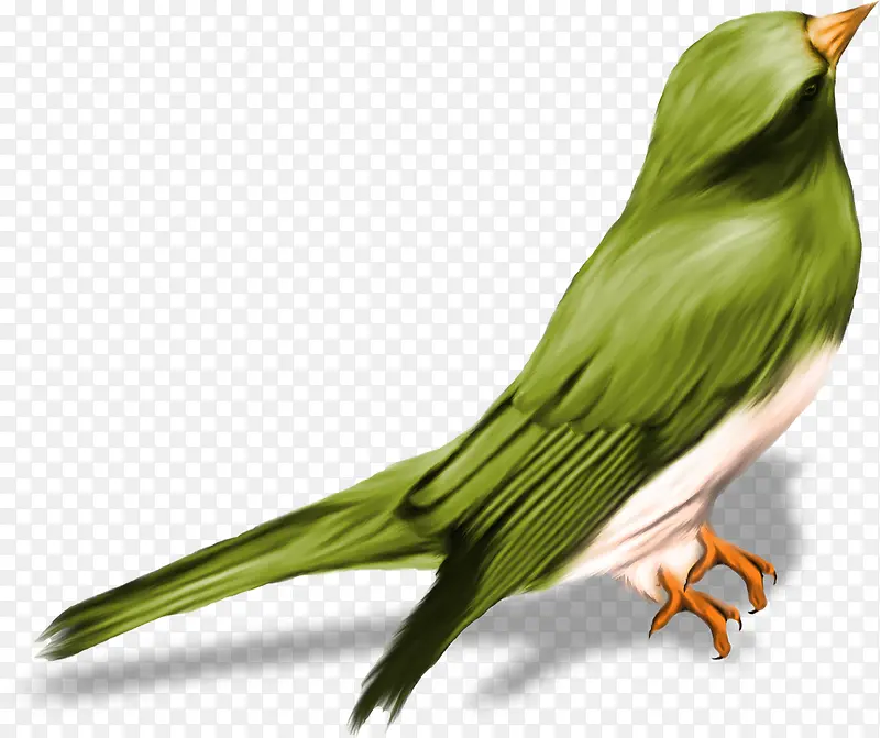 绿鸟