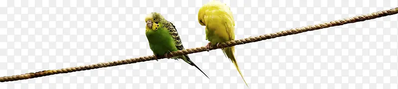 春天黄绿色可爱小鸟