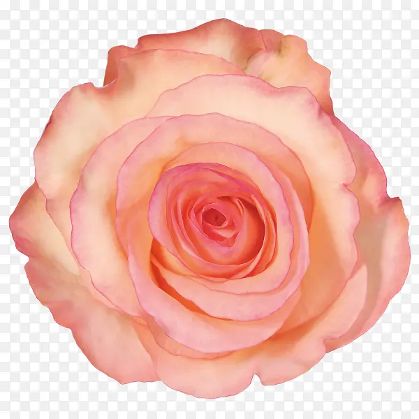 粉色大花朵元素