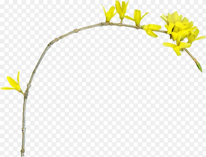 黄色花树枝