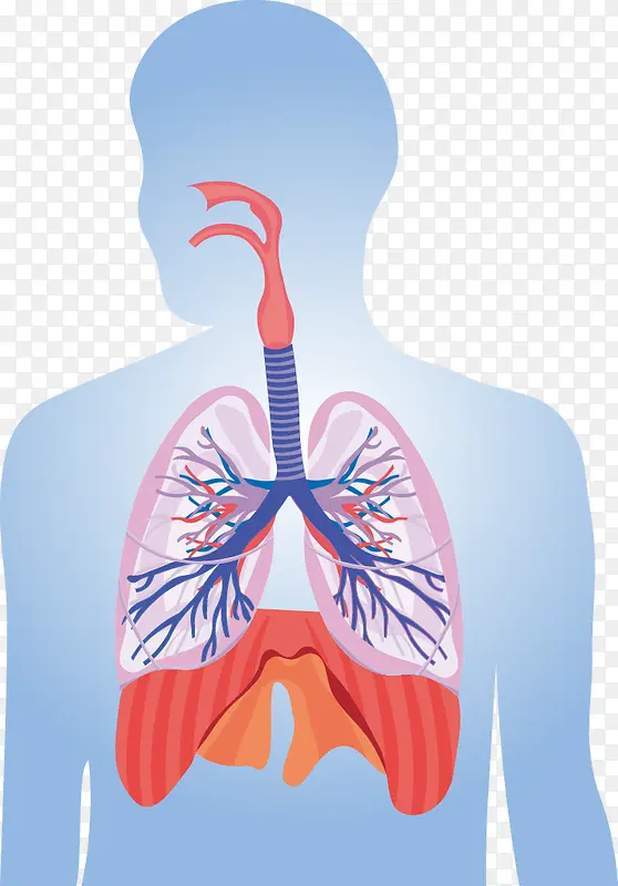 矢量手绘人体肺部示意图
