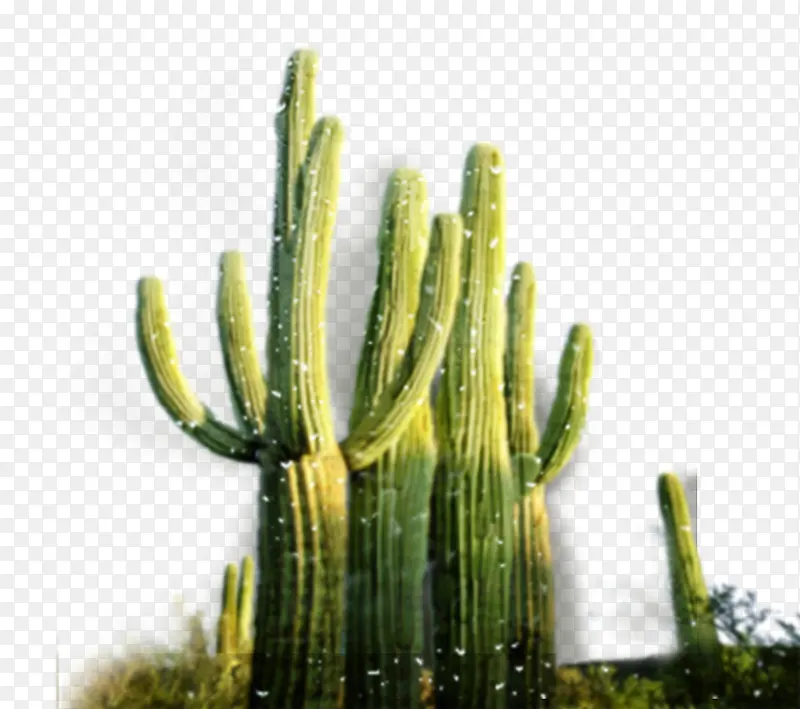 绿色仙人掌素材