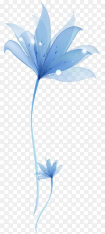 蓝色的花实物