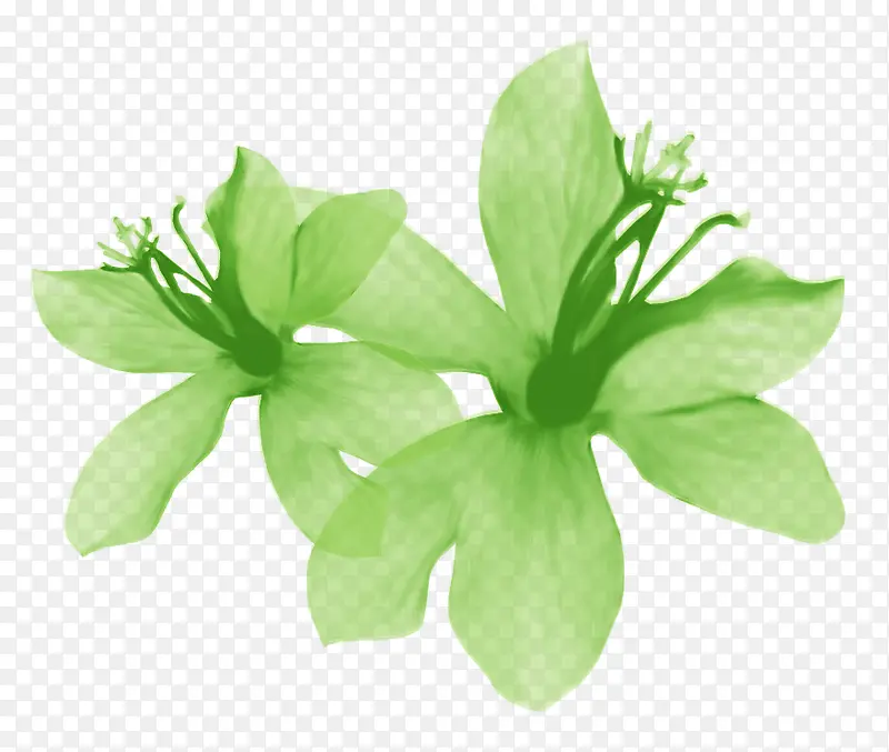 绿花透明绿色花朵