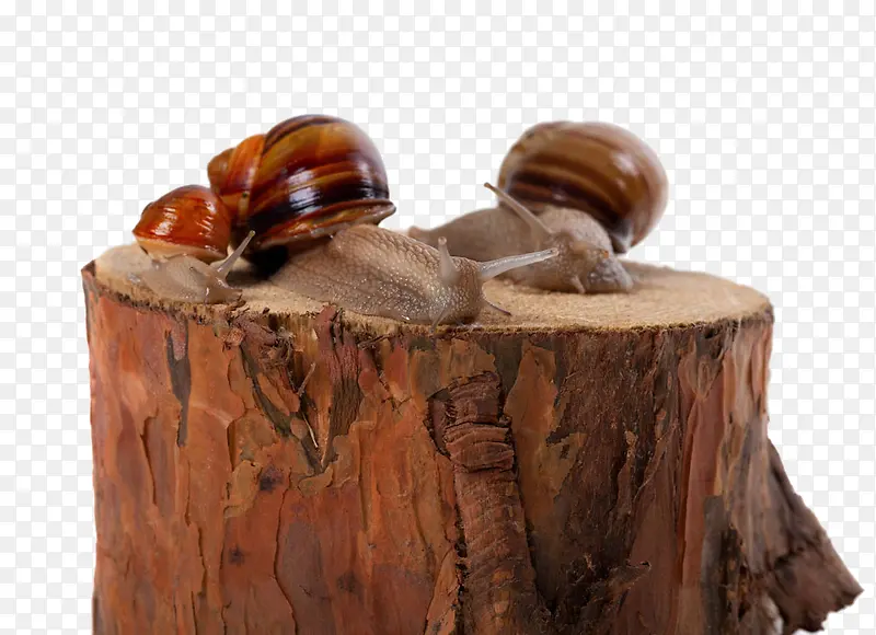 木桩上的蜗牛