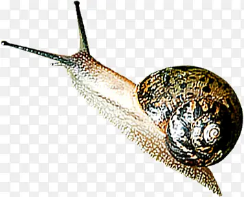 可爱高清春季蜗牛