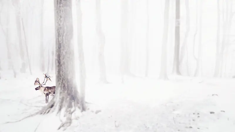 冬季洁白树林麋鹿海报背景