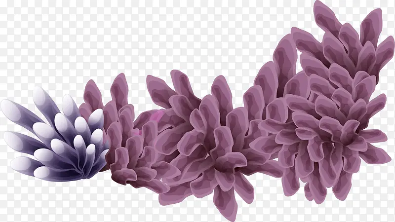 紫色海草夏日