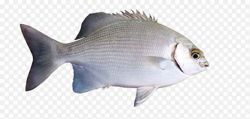 白色的可食用鱼