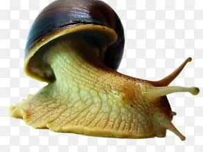出壳的蜗牛
