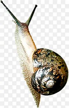 高清蜗牛壳动物可爱